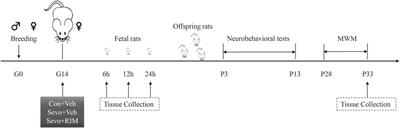 Maternal sevoflurane exposure induces neurotoxicity in offspring rats via the CB1R/CDK5/p-tau pathway